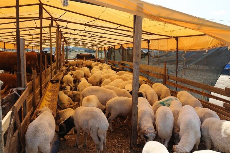 Kurban Satış Yerleri İçin Başvurular Başladı