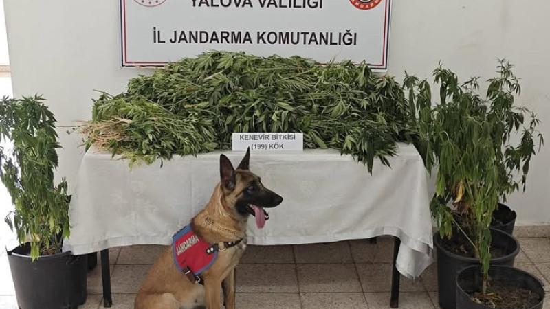 Çınarcık'ta 199 Kök Kenevir Bitkisi Ele Geçirildi
