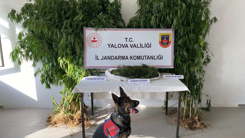 Termal'de Uyuşturucu Operasyonu: 1 Kişi Tutuklandı