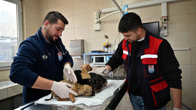 Yalova Belediyesi'nden Sahipsiz Yavrulara Şefkat Eli