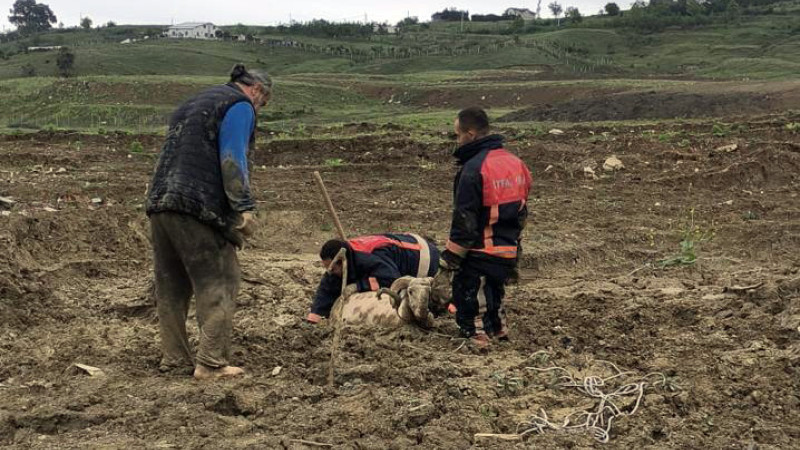 Çamura Saplanan Kurbanlık Koç İçin Seferber Oldular